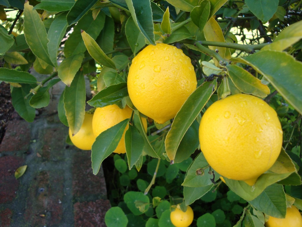 kuidas sidruni poleb keha rasva roivaste ostmise ajal kaalulangus