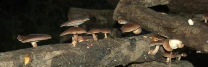 shiitake seente rasvade kaotus kuidas poletada rasva ja toonida
